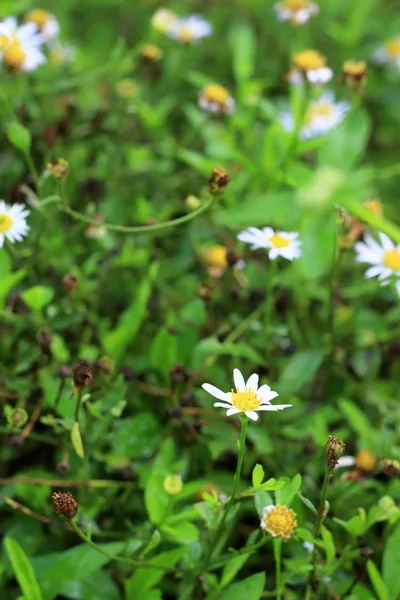 甘菊花 — 图库照片