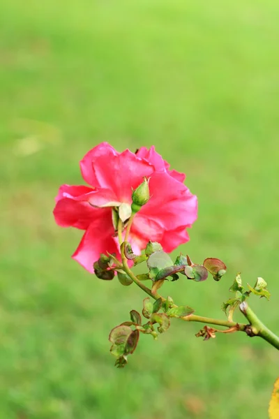 Rode roos bloemen — Stockfoto