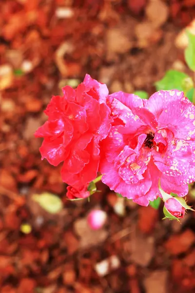 赤いバラの花 — ストック写真