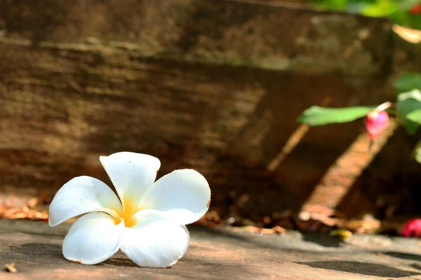 Weiße Frangipani-Blüte — Stockfoto