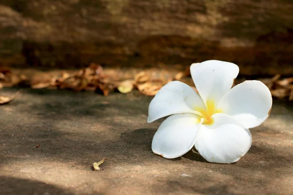 Weiße Frangipani-Blüte — Stockfoto