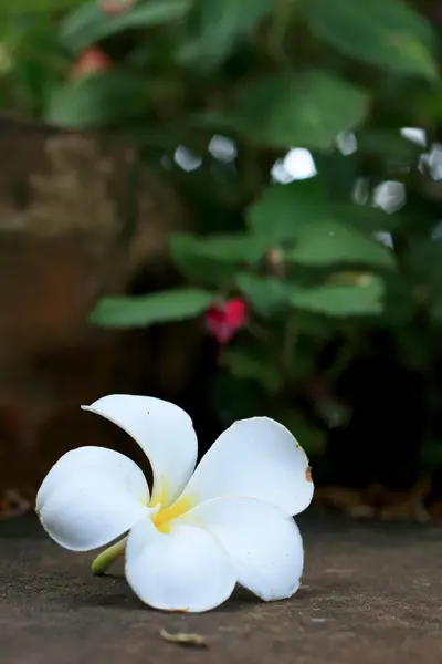 White frangipani flower — Stock Photo, Image