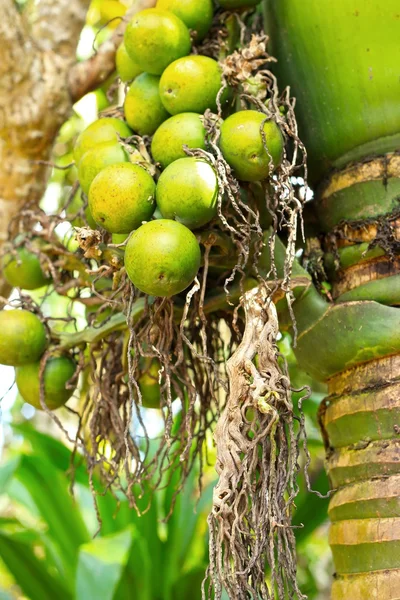 Betel palmy — Zdjęcie stockowe
