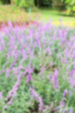 Mor Ada çayı çiçekler