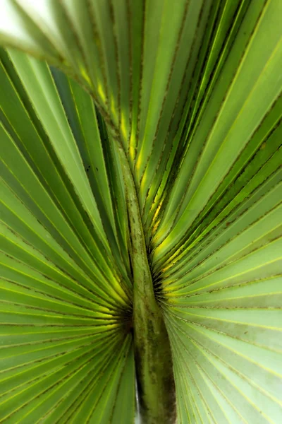 Palmiers feuilles fond — Photo