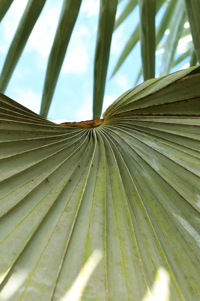 Palmiers feuilles fond — Photo