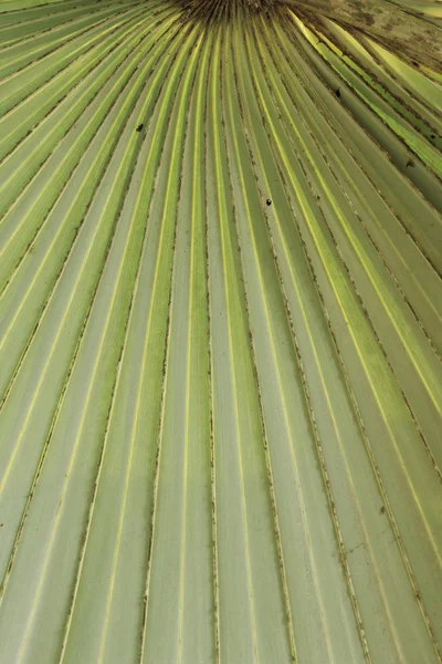 Palme foglie sfondo — Foto Stock