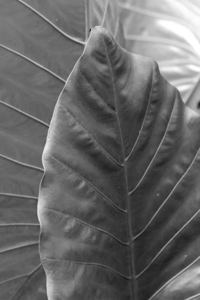 Eğreltiotu Yaprağı — Stok fotoğraf