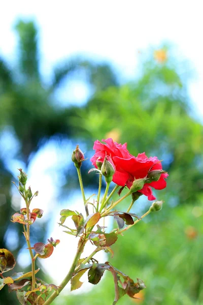 Rote Rosenblüten — Stockfoto