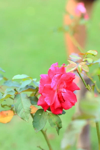 Flores de rosa roja —  Fotos de Stock