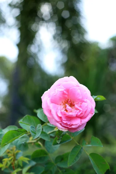 Růžové květy růže — Stock fotografie