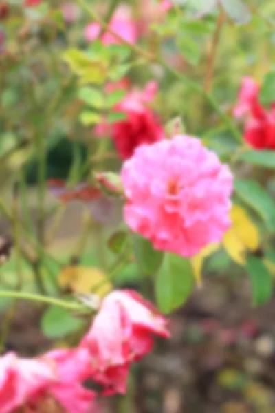 Pink rose flowers — Stock Photo, Image