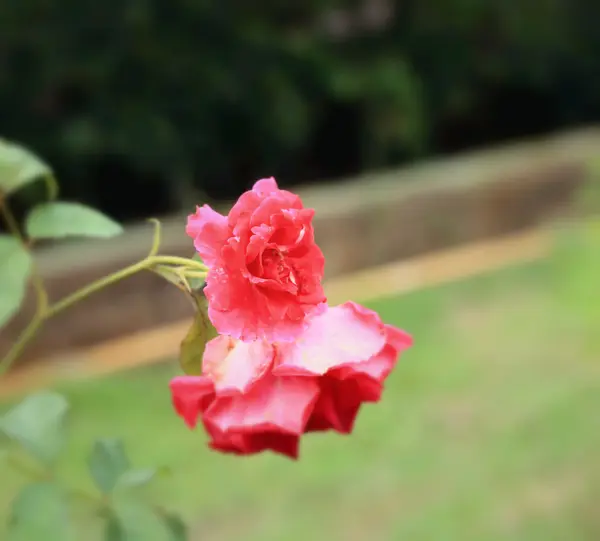 Red rose flowers — Stock Photo, Image