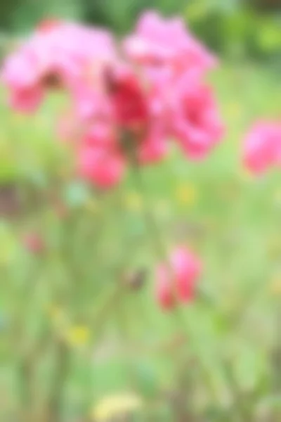 Kırmızı gül çiçekleri — Stok fotoğraf