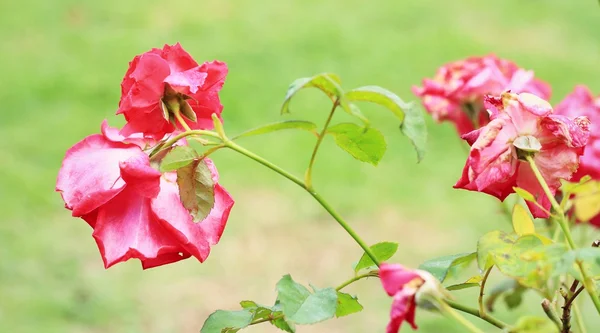 Vermelho rosa flores — Fotografia de Stock