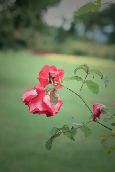 Rote Rosenblüten — Stockfoto