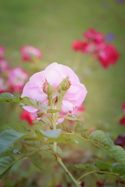 Pembe Gül çiçek — Stok fotoğraf