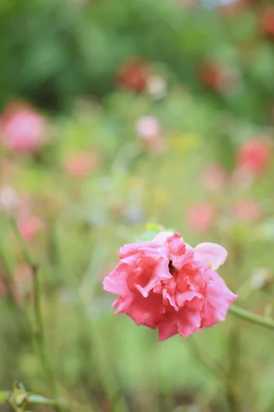 Rote Rosenblüten — Stockfoto