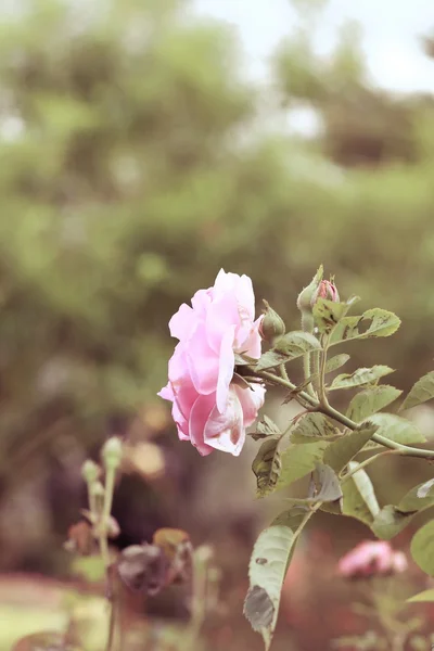 粉红色的月季花 — 图库照片