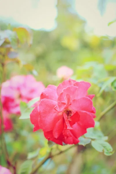 Rote Rosenblüten — Stockfoto