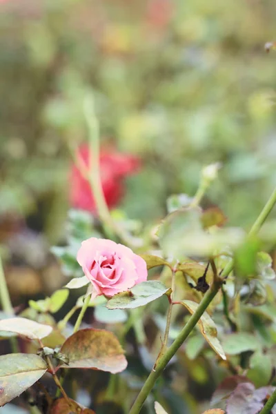 Rosa Rosenblüten — Stockfoto