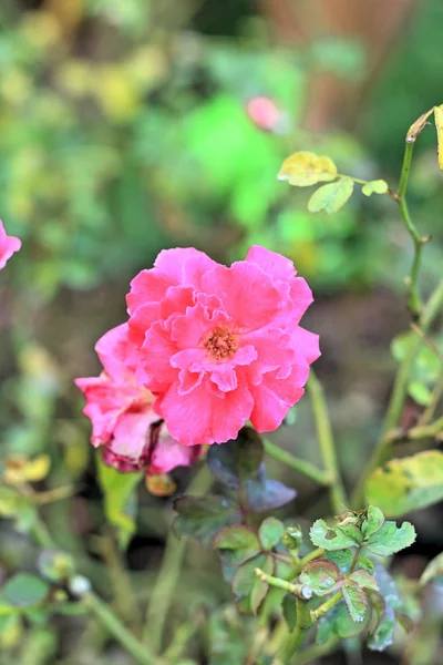 Rosa Rosenblüten — Stockfoto