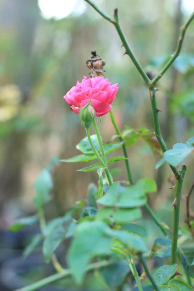 Roze roze bloemen — Stockfoto