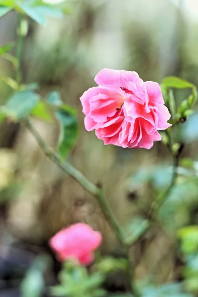 Pembe Gül çiçek — Stok fotoğraf