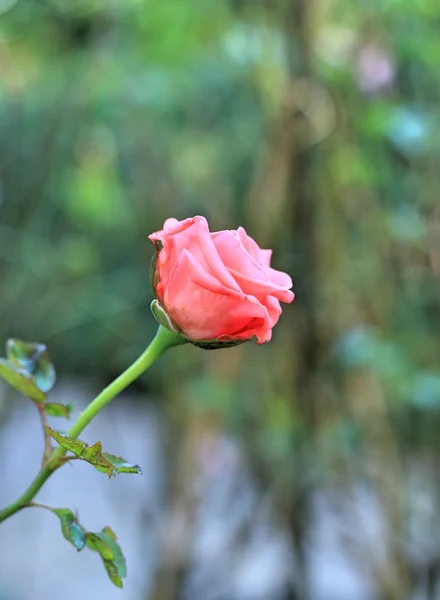 粉红色的月季花 — 图库照片