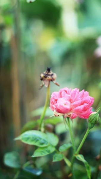 Rosa Rosenblüten — Stockfoto