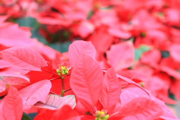 Poinsettia rouge fleurs — Photo