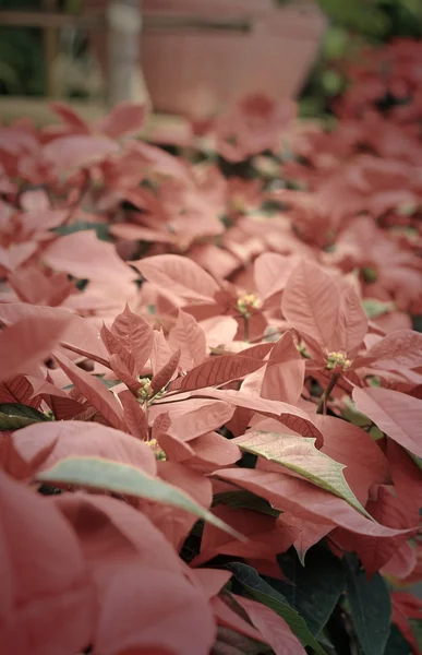 ดอกไม้สีแดง poinsettia — ภาพถ่ายสต็อก