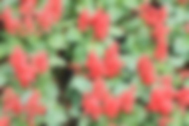 kırmızı çiçekler