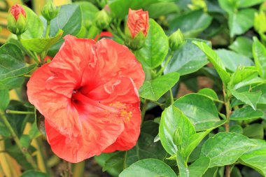 Hibiscus çiçek