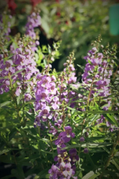 Paarse salvia bloemen — Stockfoto