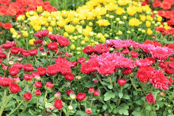 Flores de margarita — Foto de Stock