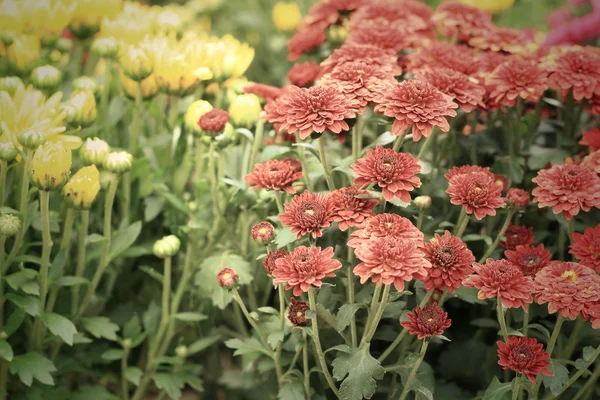 デイジーの花 — ストック写真