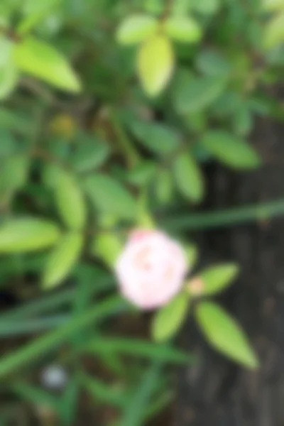 Белые розовые цветы — стоковое фото