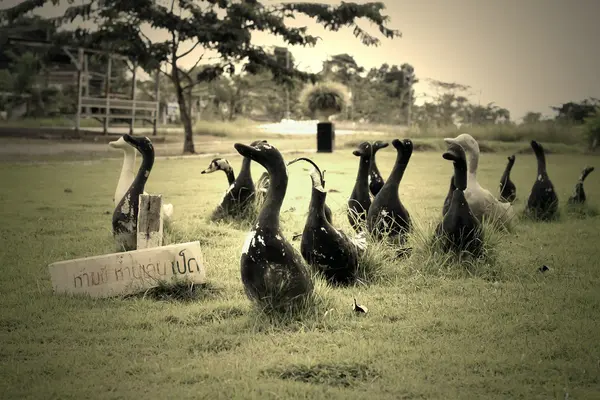 Famille de canards pour décoration de jardin — Photo