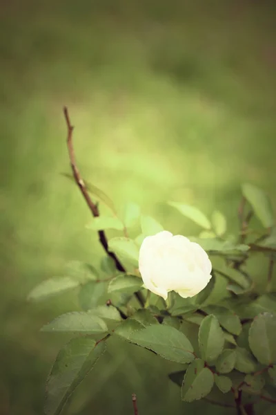 White rose flowers — Stock Photo, Image