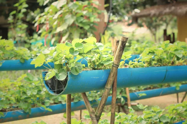 Aardbeiboom in de tuin — Stockfoto