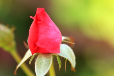 Kırmızı gül çiçekleri