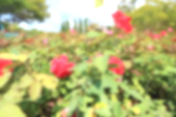 Rode roos bloemen — Stockfoto