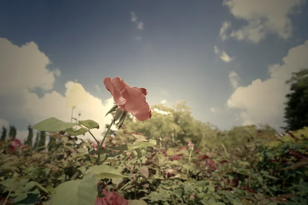 Vermelho rosa flores — Fotografia de Stock