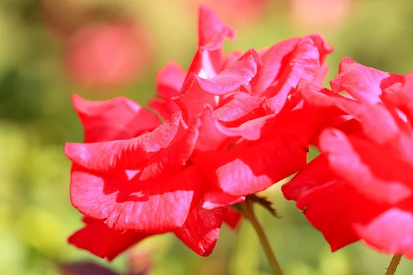 Röda rosenblommor — Stockfoto