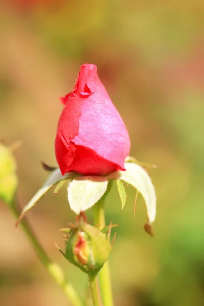 Rode roos bloemen — Stockfoto