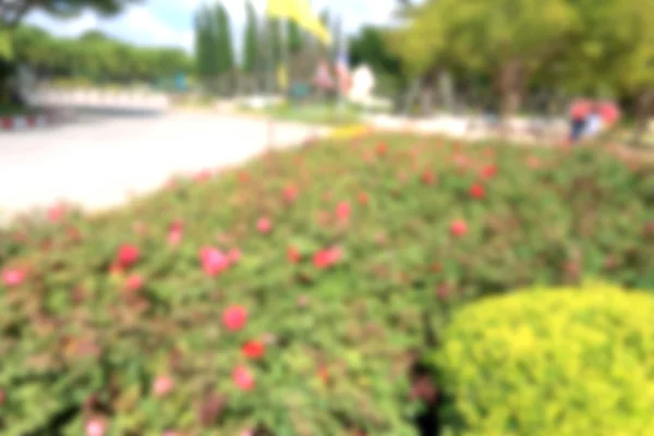 Fiori di rosa rossa — Foto Stock