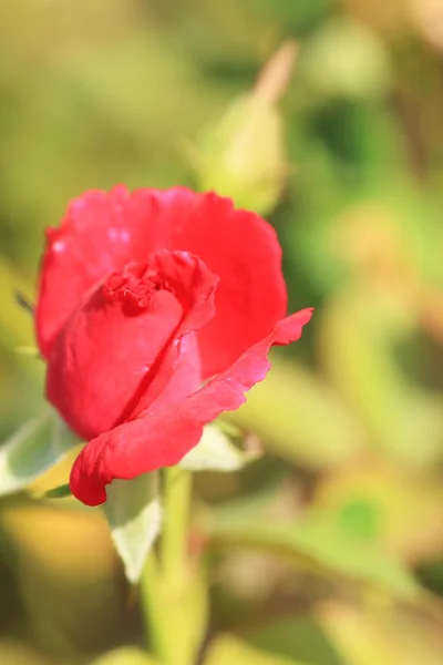 Röda rosenblommor — Stockfoto