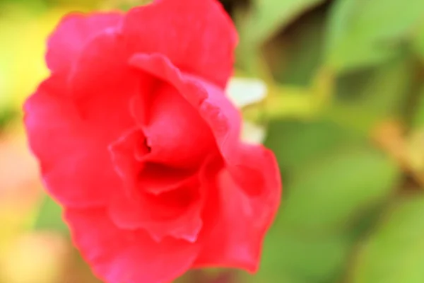 Röda rosenblommor — Stockfoto