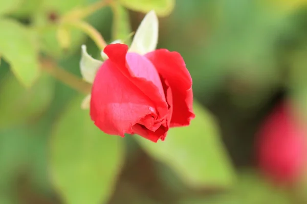 Vermelho rosa flores — Fotografia de Stock